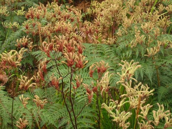 Kangaroo Paws