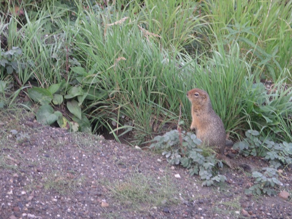 These little fellows came up quite close to our bus. Very cute!