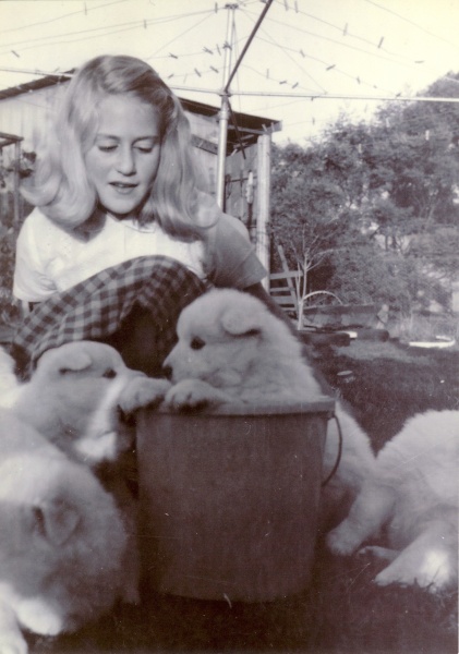 Samoyed puppies, c1965?
Teeth like little needles!