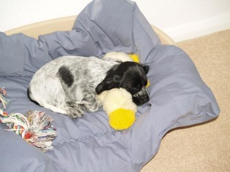 Callie at home at last Eight and a half weeks old.