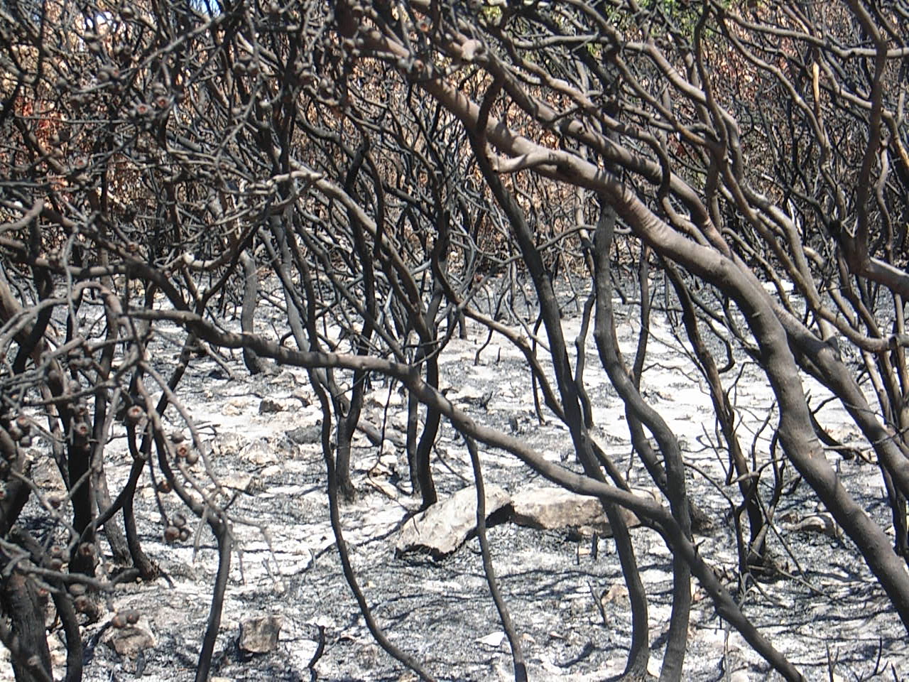 Fire often regenerates eucalypt bushland, but these fires were very hot. This will take years to come back. Picture taken in Flinders Chase National Park.