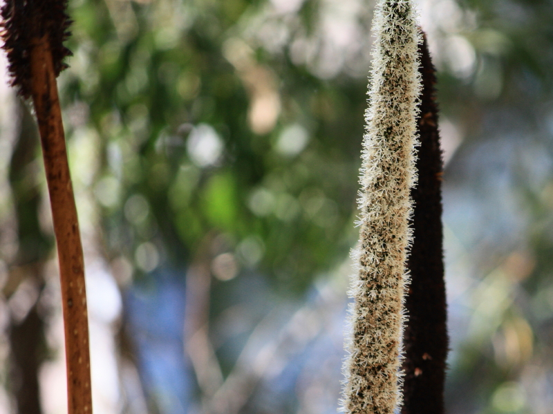 Grass trees have either an above-ground or below-ground woody stem, which is covered with packed leaf bases. The long, narrow leaves form a crown at the top of the stem and look like a grass skirt. Creamy-white flowers are crowded on the end of a long, spear-like flower spike.
http://www.rbgsyd.nsw.gov.au/education/Resources/bush_foods/Xanthorrhoea_species