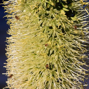 Lions Tail, Swan’s Neck, Spineless Century Plant, Elephant’s Trunk, Gooseneck Succulent, Soft Leaved Agave, Dragon Tree Agave
