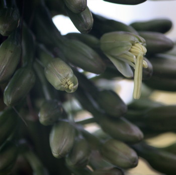 This is the only Agave not to have sharp spines (prickles/thorns)
Agave, Greek meaning Noble.
Attenuate, Latin, attenuo, meaning weaken, diminish, gradually tapered, in reference to the shape of the leaf blade.
Agaves are sometimes referred to as century plants but this name now refers specifically to the species Agave americana. This name originated from the mistaken belief that they flower only once in one hundred years however it usually only takes between 10 to 20 years to flower. 
http: