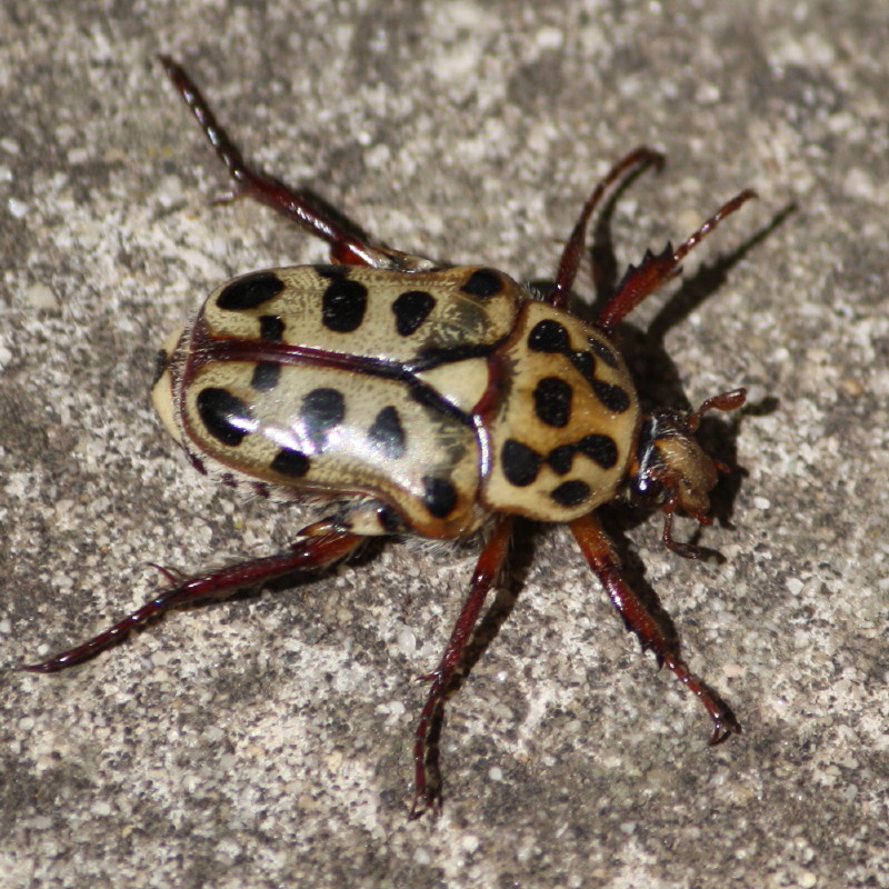 Flower beetle in my garden, 5th Dec'09
Family Scarabaeidae
http://www.brisbaneinsects.com/brisbane_scarabs/Cetoniinae.htm