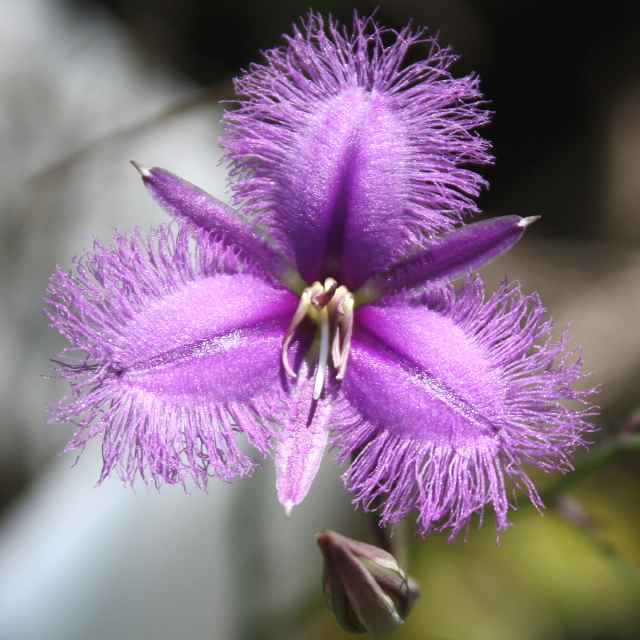 Thysanotus; From Greek thysanotos, fringed, in reference to the flowers.
tuberosus; From Latin tuberculum, a swelling, referring to the tubers on the roots.
Widespread in grasslands and woodlands in South Australia, Victoria, New South Wales and Queensland.