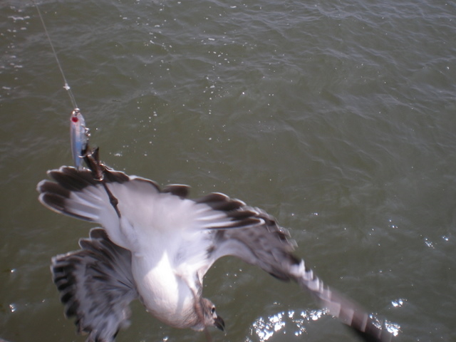 Seagull caught when trying to steal the bait from hook.  Bird was released unharmed.  Taken August 2008