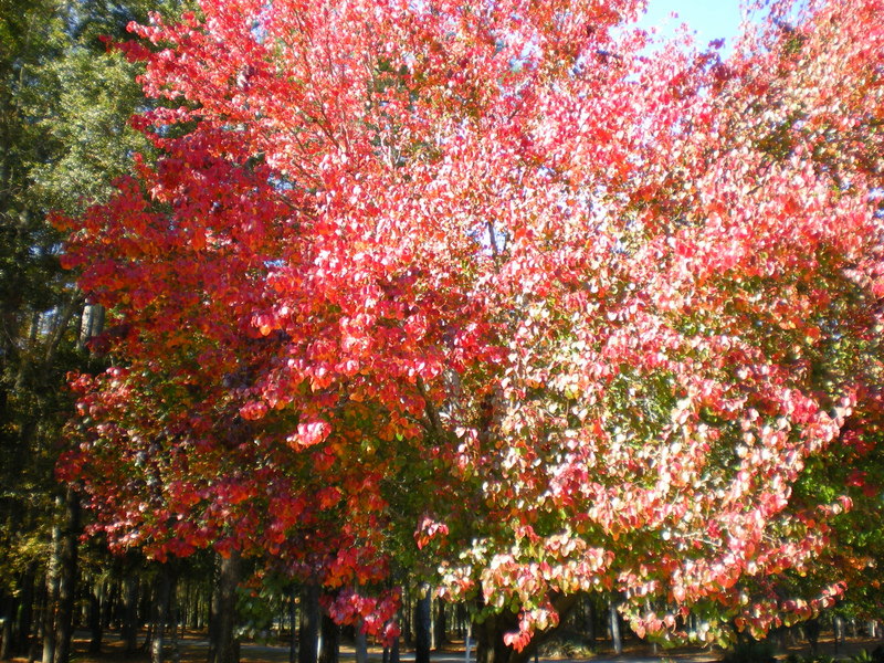 Although we have predominantly live oaks on St. Simons Island, we DO get some fall color!