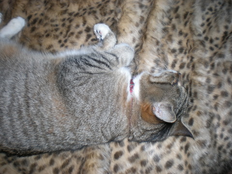 Our darling Twinky snoozing on her favorite blankie.  Who says she's spoiled?