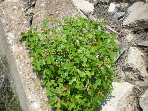 These grow wild at the beach.