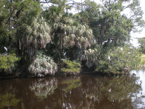 Beautiful egret rookery I discovered on a bike ride on our final day on Fripp