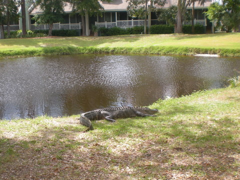 There is no shortage of wildlife on Fripp Island