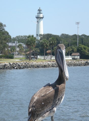 Simon, the St. Simons Island Fishing Pier pelican, poses in front of the lighthouse.