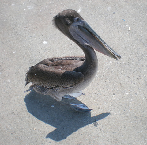 Simon, the St. Simons Island Fishing Pier pelican, sitting pretty.