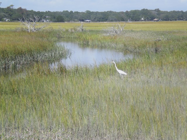 This is the marsh that we cross (via causeway) on our bike ride to the beach.  This was taken last summer.