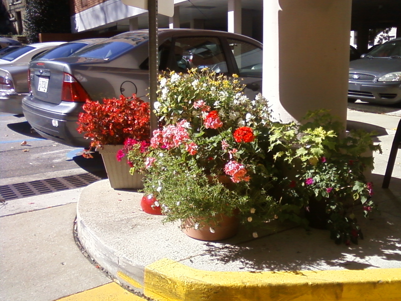 This is a photo taken in the fall. To far left are red begonias, to the right and higher is Coreopsis and a grape vine (not seen). To the right and lower are Coral and Red geraniums with white moss rose. Peeping over top of those are white begonias, and at the end are coleus and impatiens. 
