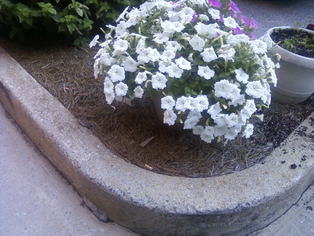 White and Pink wave petunias, these were the ones that had to be removed from our back patio, and they LOVED the new location. 