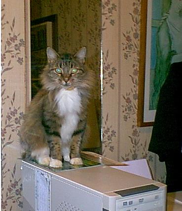 Watching Mommie type from the computer tower that is to my right. 