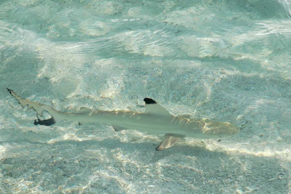 Baby black-tip reef sharks patrol the waters edge in front of our villa, practicing their hunting skills on the schools of small fish.