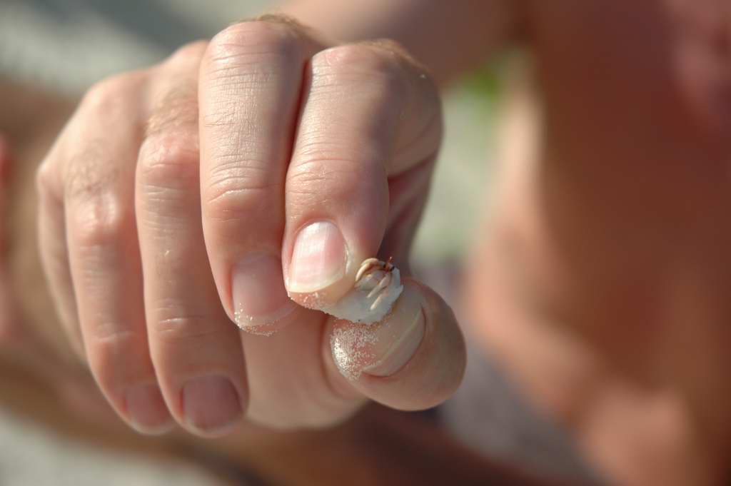 If you watch the sand long enough some of the shells move!