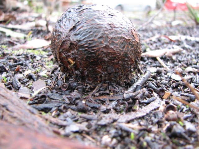 This is one of the incredible types of fungus on my block. I've never seen anything like it before.