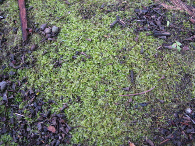 I'm likin' this lichen! Not really fungi but I put it in to show the diversity of weird things that crop up in my yard.