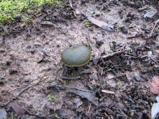 Having walked over my block hundreds of times, I have noticed many wierd and wonderful fungi. This is a vivid green.