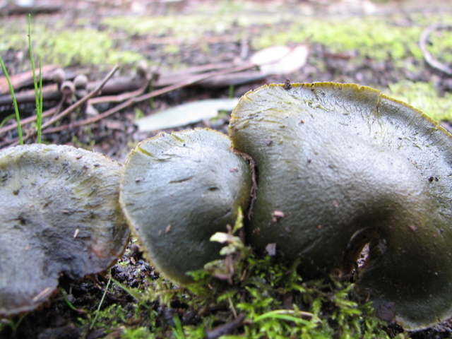 Quite a vivid green, doesn't really show up in this photo. These were growing so close together that they were pushing each other out of the way!