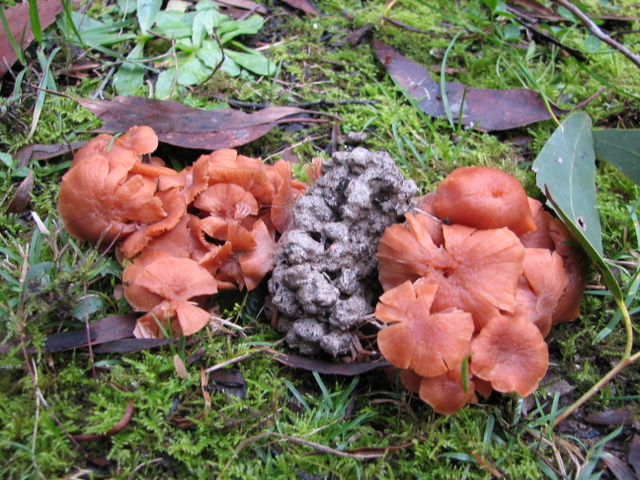 This is one of the many kinds of fungi on my block.