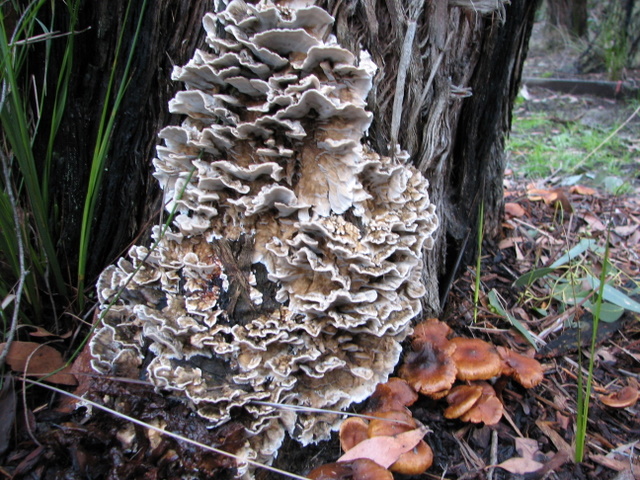 Apartment Block! The white fungi are growing upwards on a dead tree trunk. On the ground are another type.