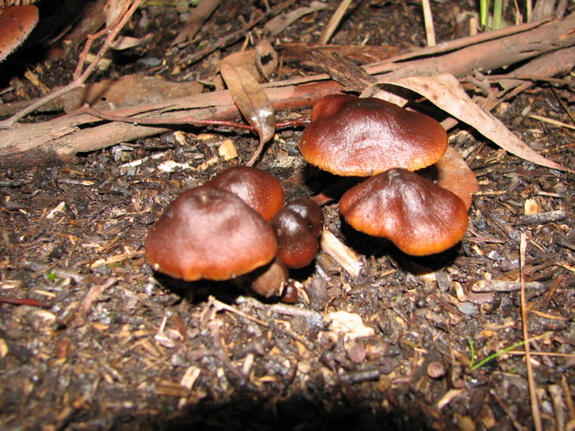 A cluster of very dark brown fungi.