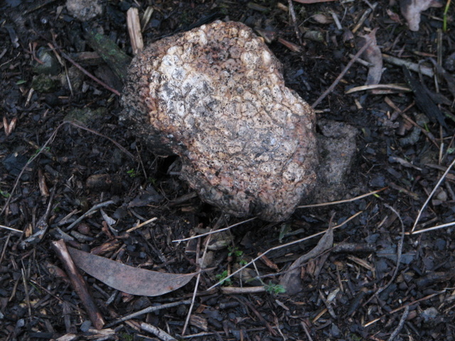 At first I thought this was a rock, then realised it is yet another! My block is literally littered with different types of fungi.