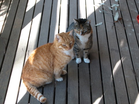 The ginger cat is Scrap. He's 15.
The tortoiseshell is his daughter, Judy,7. Sadly, Scrap crossed over the Rainbow Bridge this morning, 27th Oct, 2008. RIP Scrappy Boy, I love you.