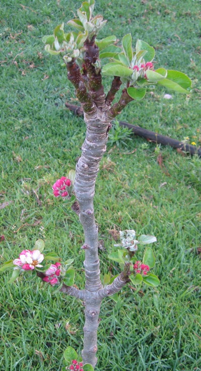 What happens when you put up a barrier to stop the lawn mower from 'mowing' the leaves off the apple trees...