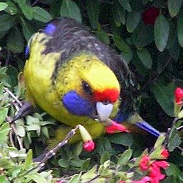 Tasmanian Native Bird