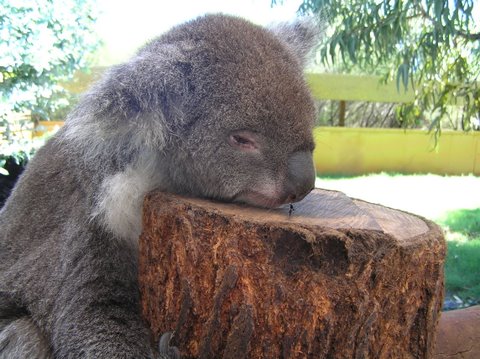 Caversham Wildlife Park.