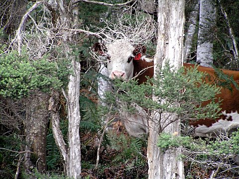 Cows trapped on the shore of the Arthur River. 