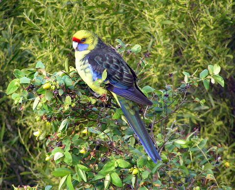 A visitor to my garden.