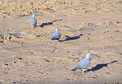 On station sth. Broome W.A.