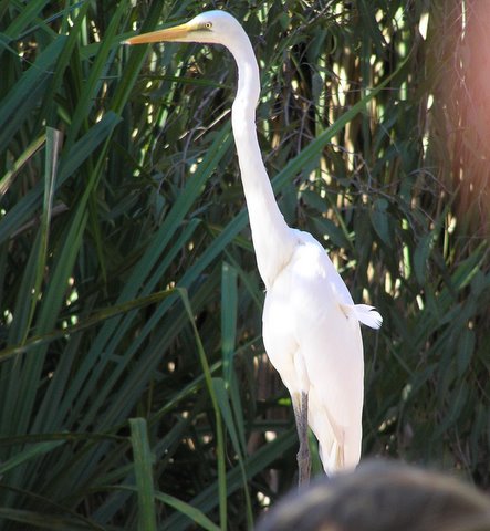 He was at the croc farm Broome