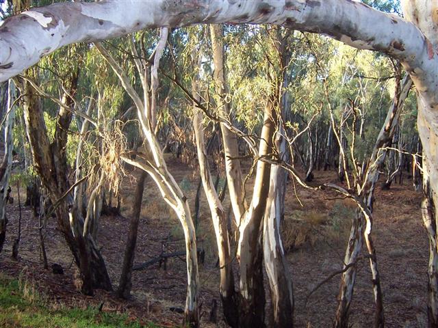 Early morning light through the trees