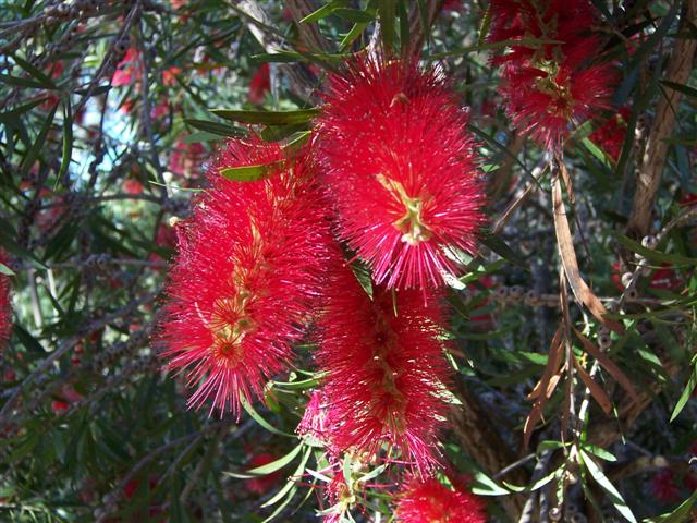 A variety of calistemon. Grows into quite a large tree and is spectacular when in full bloom.