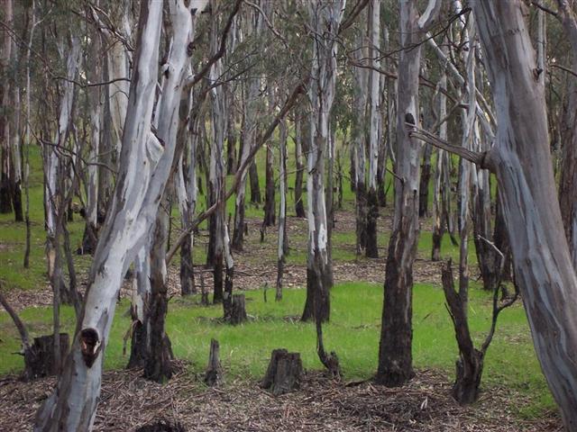 Looking through the Redgums after a little bit of rain has done its magic