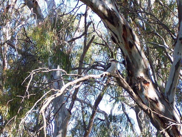 This photo shows the camouflage of a kookaburra. We don't realise that they use camouflage as they are so vocal but it seems to be inherent in many Australian species.