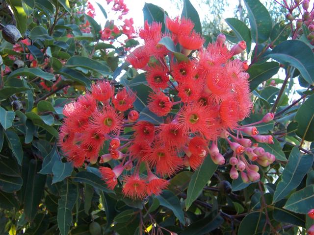 This variety has a salmon-coloured flower