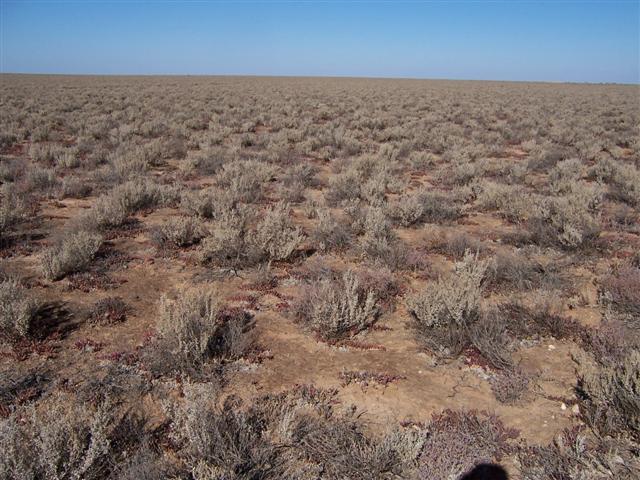 This is a vast Saltbush plain which you drive through when you leave Deniliquin and head roughly north. This photo was taken only about 40kms from town. 