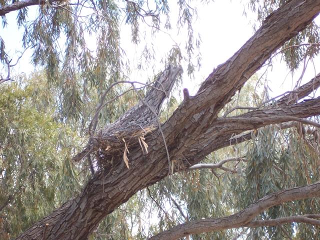 The absolute best bit of camouflage ever. You would swear it was a branch of the tree at first glance. We walked around and under it and it stayed rigid and motionless except for the eyes, which followed our every move.