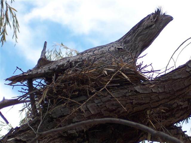 Another view of the same bird taken a day or two later. The nests are just twigs which are intertwined, and somehow it sits safely in the fork of the branch.