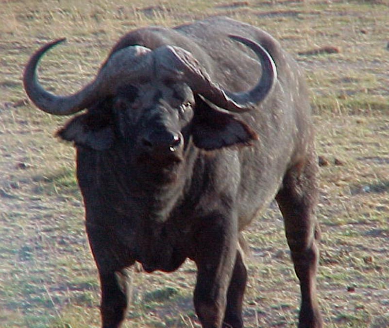 Taken at Amboseli, Kenya 1999