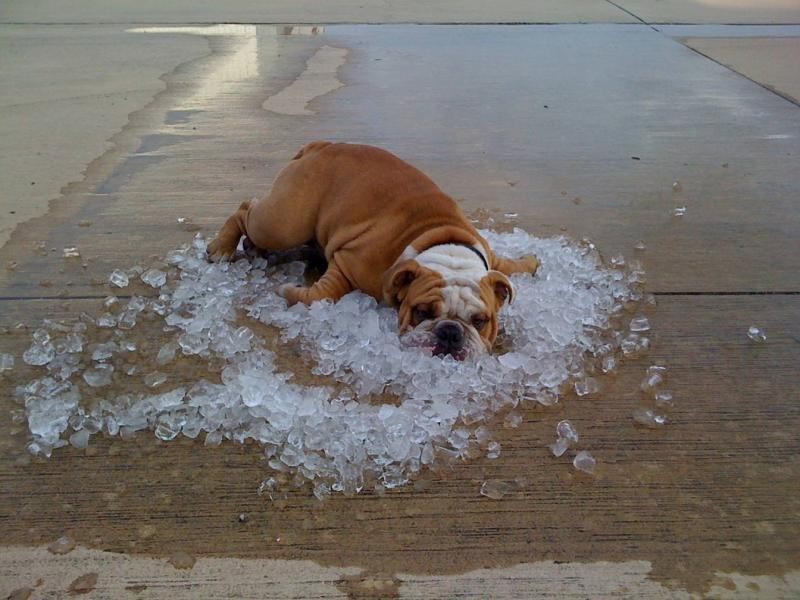 A guy dumps his ice chest on the sidewalk & his dog jumps out of the truck to relax.  LaMesa, TX  (got this in an email)  